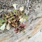 Asarina procumbens Kvet