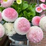 Bellis rotundifolia Flower