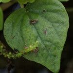 Peperomia pellucida Leaf