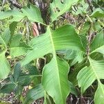 Philodendron pedatum Лист