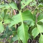 Philodendron pedatum Folio