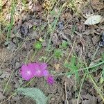 Sidalcea glaucescensLorea