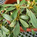 Rhododendron augustinii Hoja