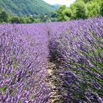 Lavandula × intermedia Flower