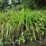 Carex pseudocyperus आदत