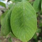 Dais cotinifolia Φύλλο