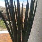 Dracaena stuckyi Blatt