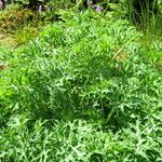 Eryngium bourgatii Buveinė