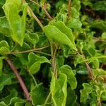 Anredera cordifolia Foglia