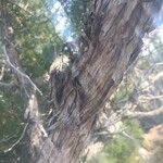 Juniperus californica 樹皮