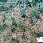 Clematis recta Fula