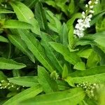 Lysimachia clethroides Frunză