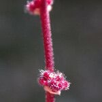 Lithophragma glabrum 花