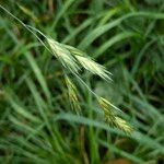 Bromus catharticus Frukt