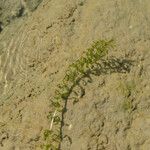 Elodea nuttallii Leaf