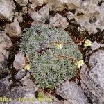 Saxifraga crustata 形态