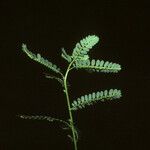 Phyllanthus amarus موطن