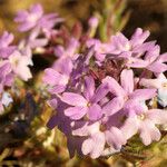 Glandularia gooddingii Flower