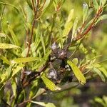 Hakea salicifolia Blatt