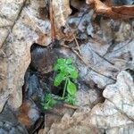 Galium rotundifolium Φύλλο