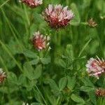 Trifolium wormskioldii عادت داشتن