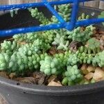 Sedum burrito Feuille