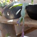 Schlumbergera bridgesiiLeaf