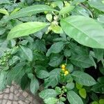 Solanum diphyllum Habit