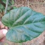 Cissus repens Leaf