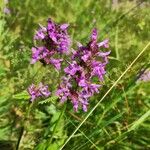 Betonica officinalisFlower