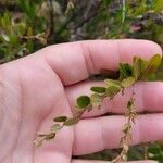 Chamaedaphne calyculata Blatt