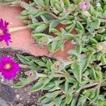 Delosperma sutherlandii Habitatea