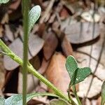 Iberis carnosa Hoja
