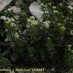 Galium timeroyi ᱛᱟᱦᱮᱸ