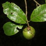 Bourreria costaricensis Плод