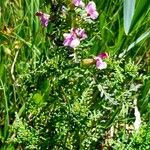 Pedicularis palustris Kvet