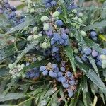 Mahonia fortunei Fruit