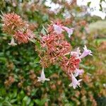 Abelia × grandifloraFlower