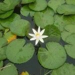 Nymphaea lotus Blüte