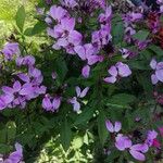 Cleome hasslerianaফুল