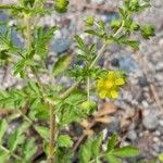 Potentilla supina Pokrój