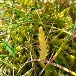 Selaginella selaginoides Folha