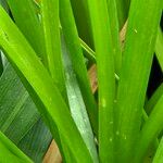 Camassia cusickii Leaf