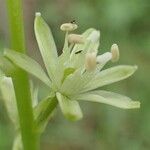 Loncomelos pyrenaicus Flor