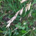 Bromus catharticus برگ