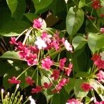 Combretum indicum Flor