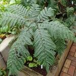 Pteris tripartita Агульны выгляд