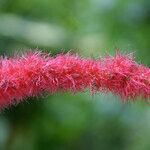 Acalypha hispida Kukka