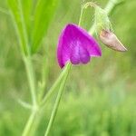 Lathyrus hirsutus Λουλούδι