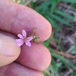 Cuphea ericoides Blomst